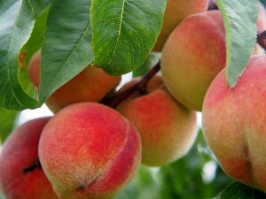 Close view of peaches on a peach tree. | Ellisville, MO